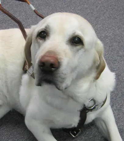 Pax, a devoted guide dog, demonstrates skillful guiding for his handler.