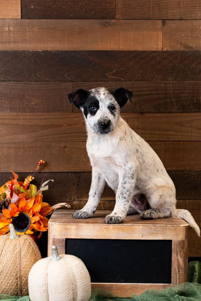 Peaty, friendly 15-week-old Heeler Mix female puppy loving belly rubs