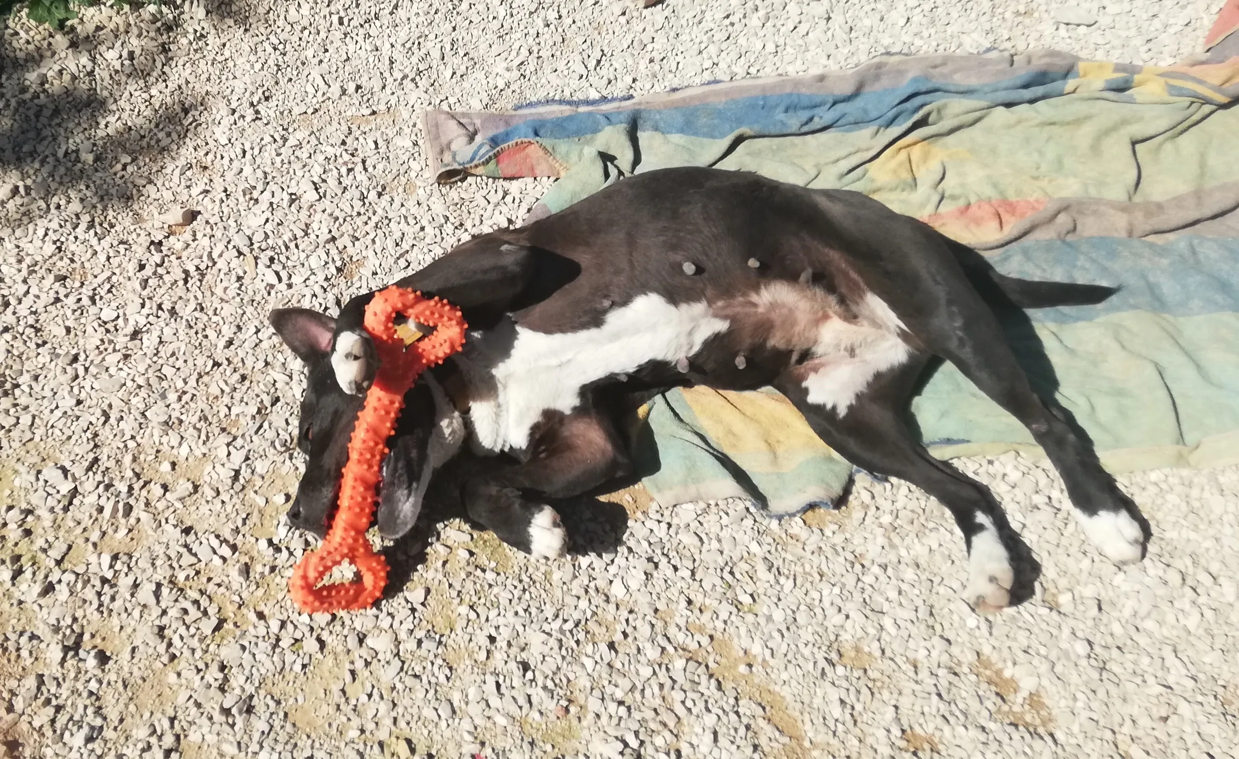Pebbles relaxing with the bone