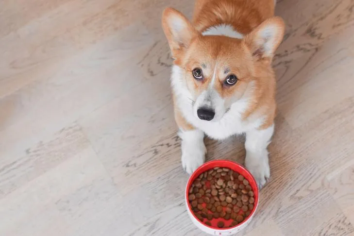 Pembroke Welsh Corgi laying next to its bowl of kibble, looking content.