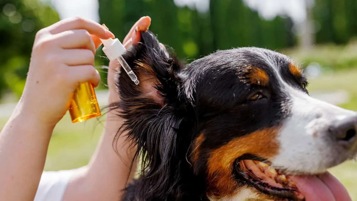 Person gently applying ear drops to a dog's ear