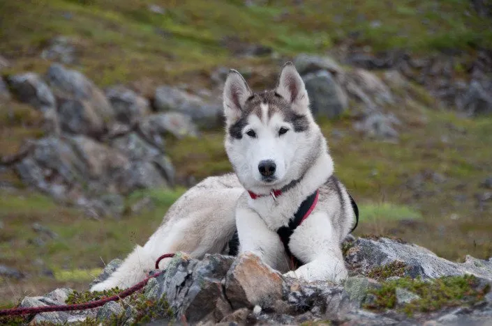 Personal dog Varga