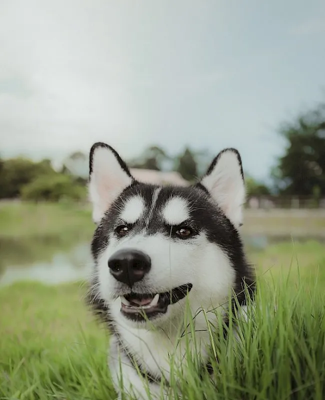 Pet Care Center services overview with wellness and surgery imagery