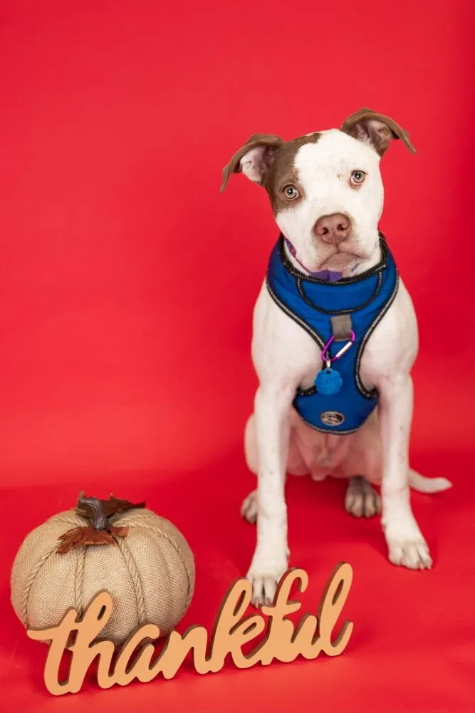 Petey, 5-month-old Pit Bull Mix male puppy