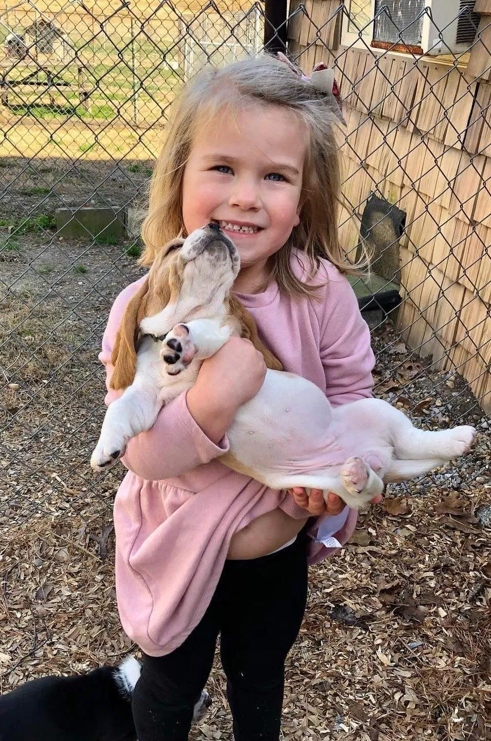 Playful Basset Hound puppies together