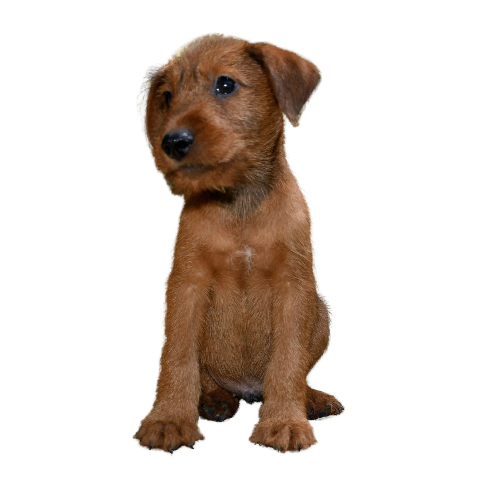 playful irish terrier puppy