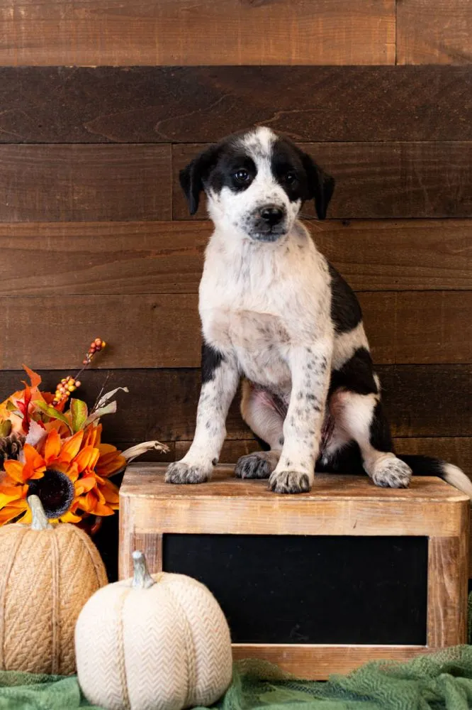 Plum, 15-week-old Heeler Mix female puppy