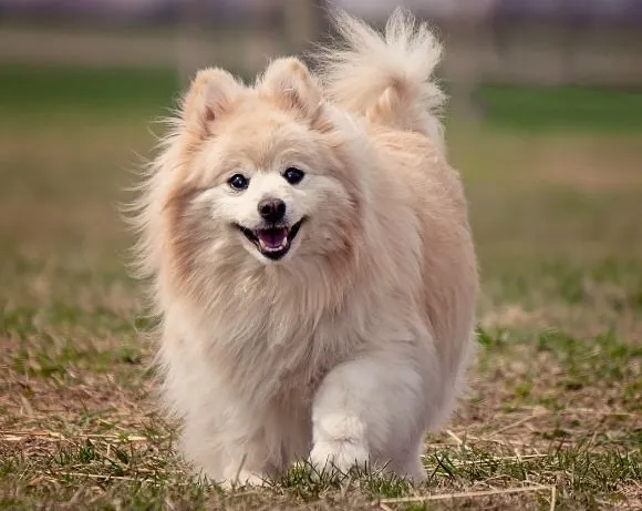 Pomeranian ready for adventure