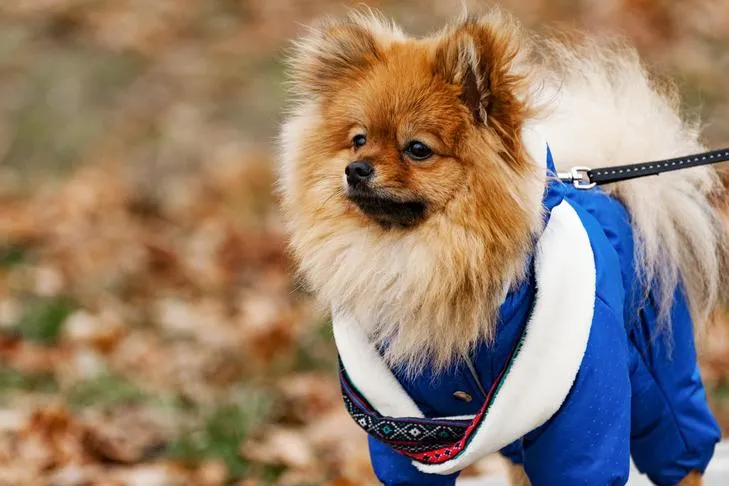 Pomeranian wearing a coat on a leash at the park