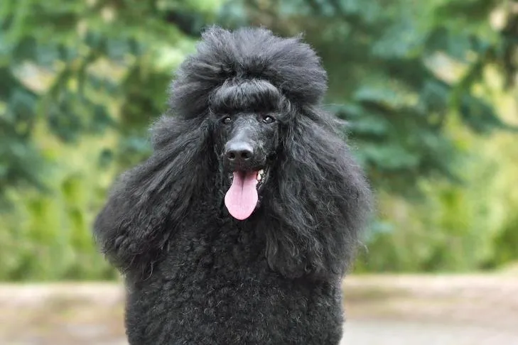 Poodle head portrait outdoors.