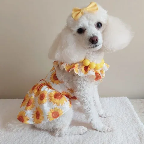 Poodle in a sunflower dress