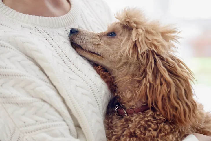 Poodle snuggling with a woman at home