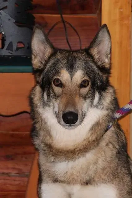 Portrait of Bits, the stunning wolfdog hybrid relaxing cautiously during a visit