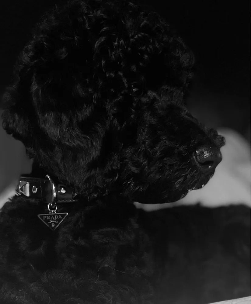 Prada brushed leather luxury dog collar featuring triangle logo