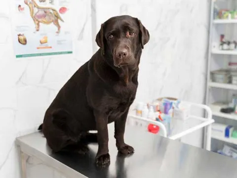 Probiotics for Antibiotic-Associated Diarrhea