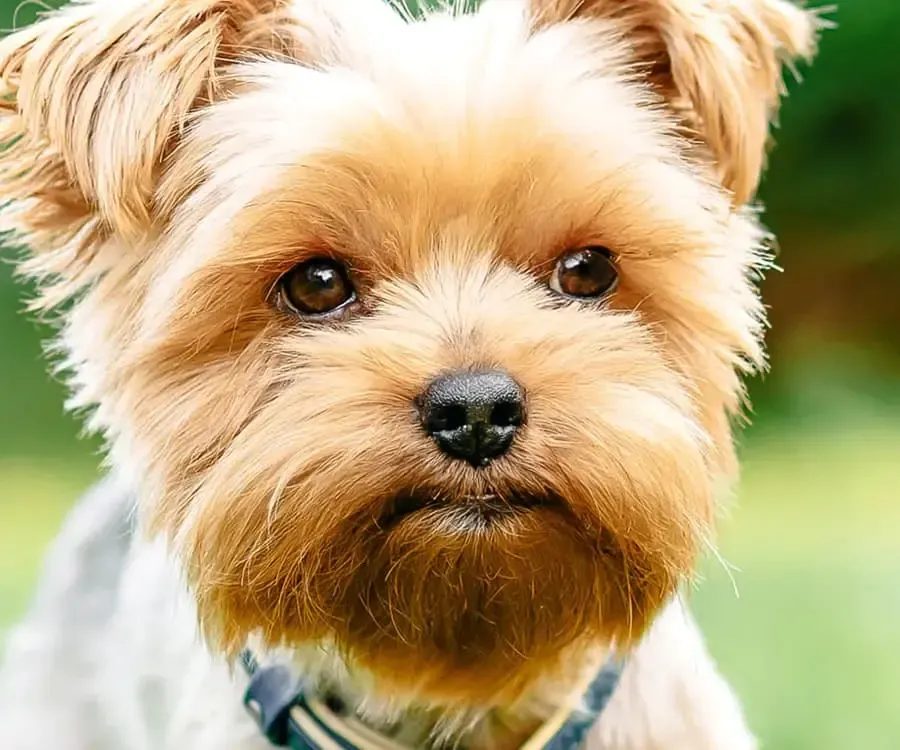 Probiotics for Dogs: A Definitive Guide Why A Dog Needs a Probiotic