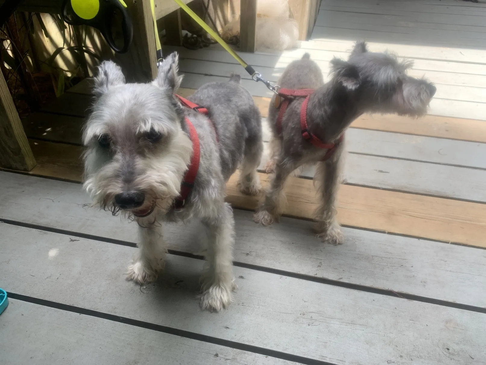 Progress during grooming with visible improvements
