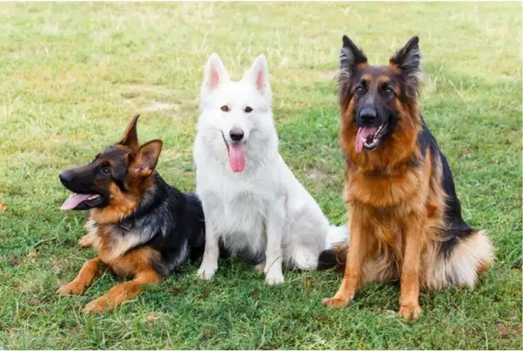 Protection dogs vs Guard dogs