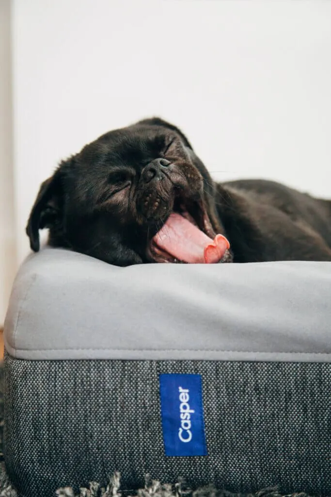 pug asleep on puppy bed