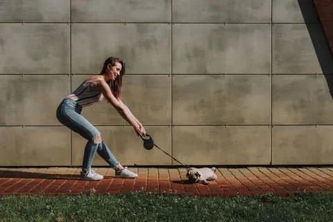 Pug struggling while being pulled on a leash, possibly due to health issues or discomfort