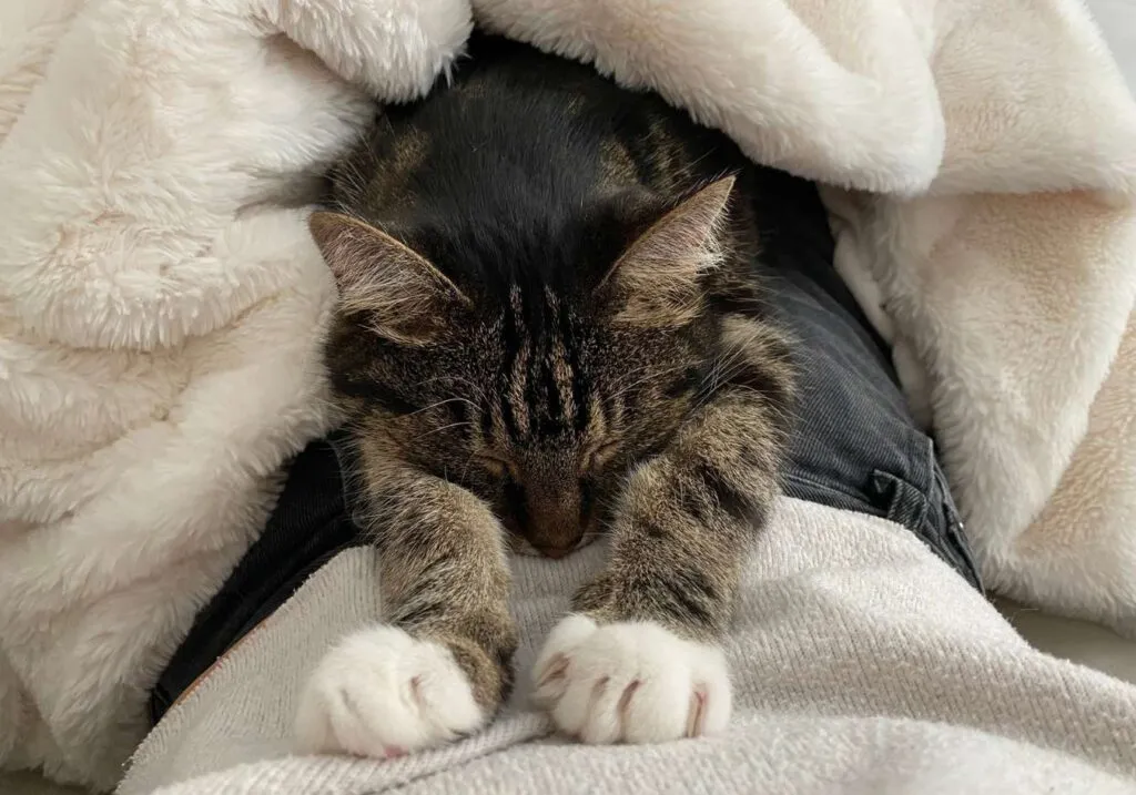 Pumpkin one of the cats that Lucy met through TrustedHousesitters