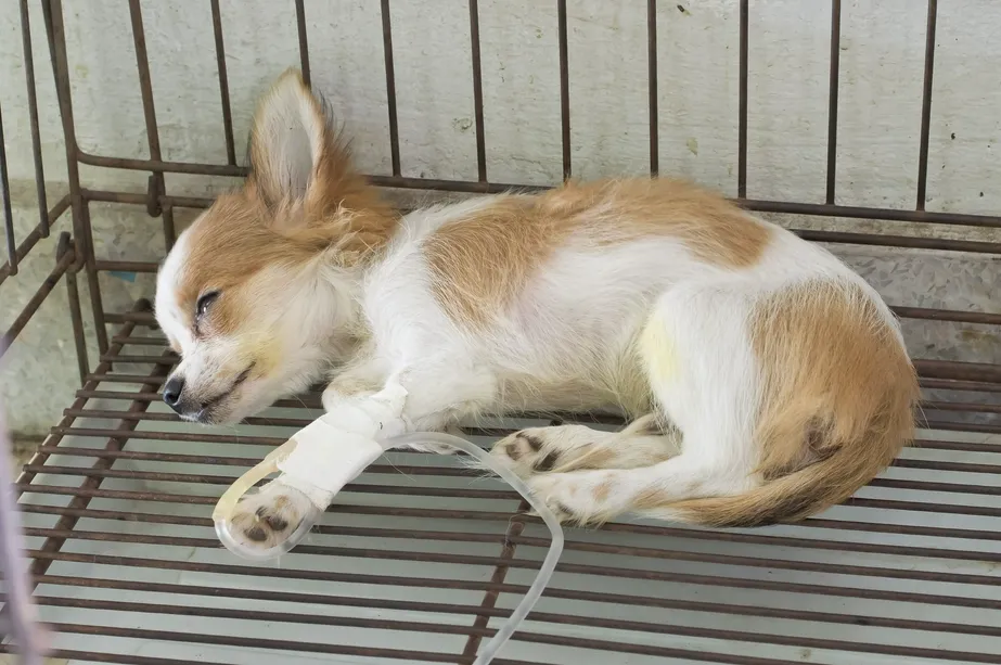 Puppies can become seriously ill very quickly.