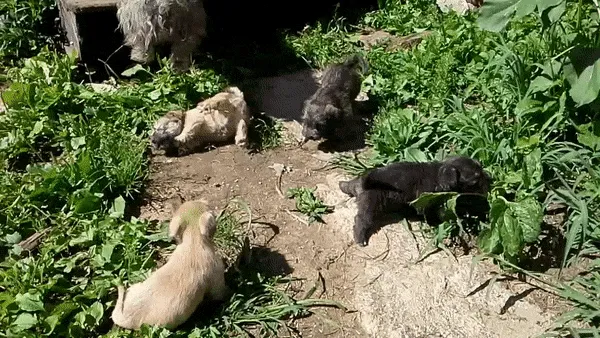 Puppies