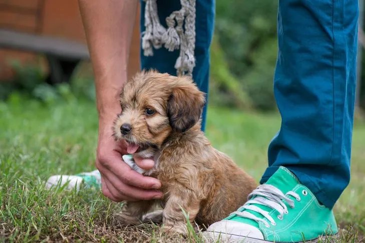 Puppy being trained in the grass