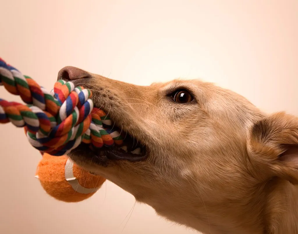 Puppy chewing on a durable rope toy during teething phase