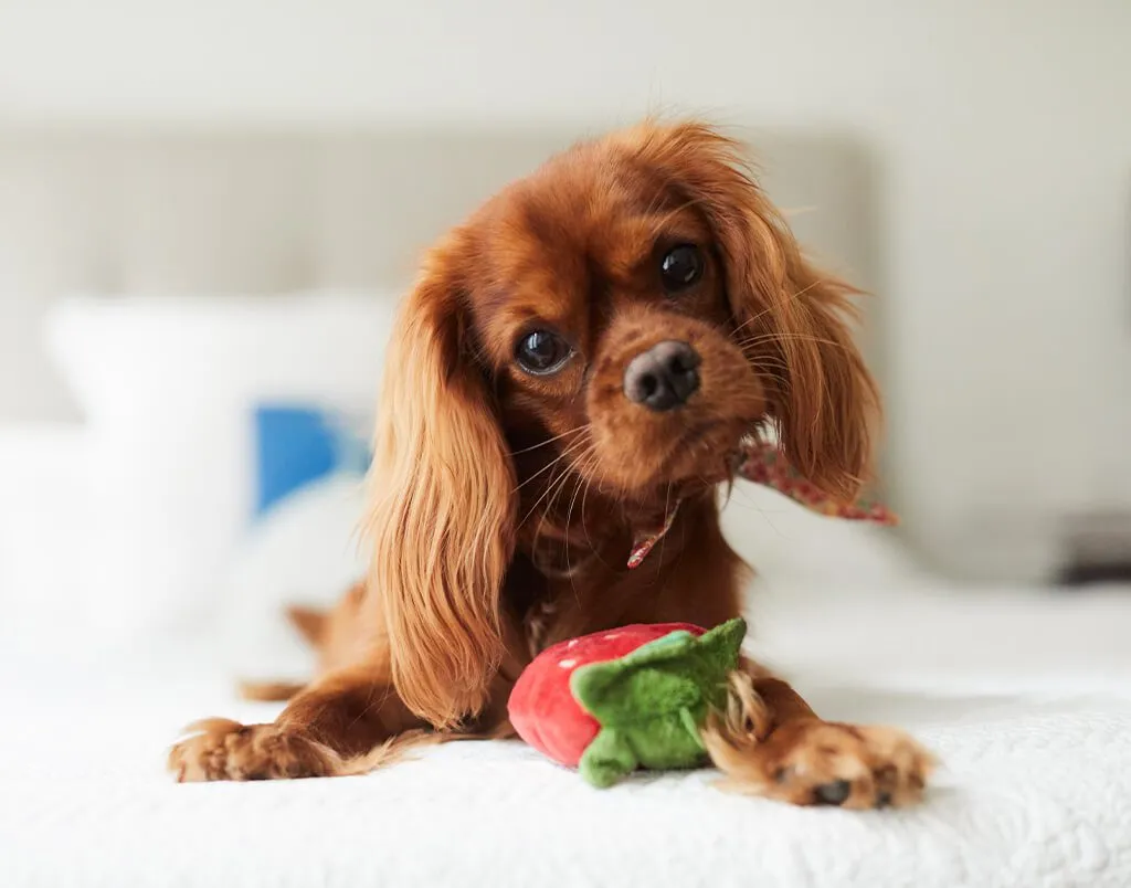 Puppy playfully chewing on a strawberry-shaped toy to soothe teething gums
