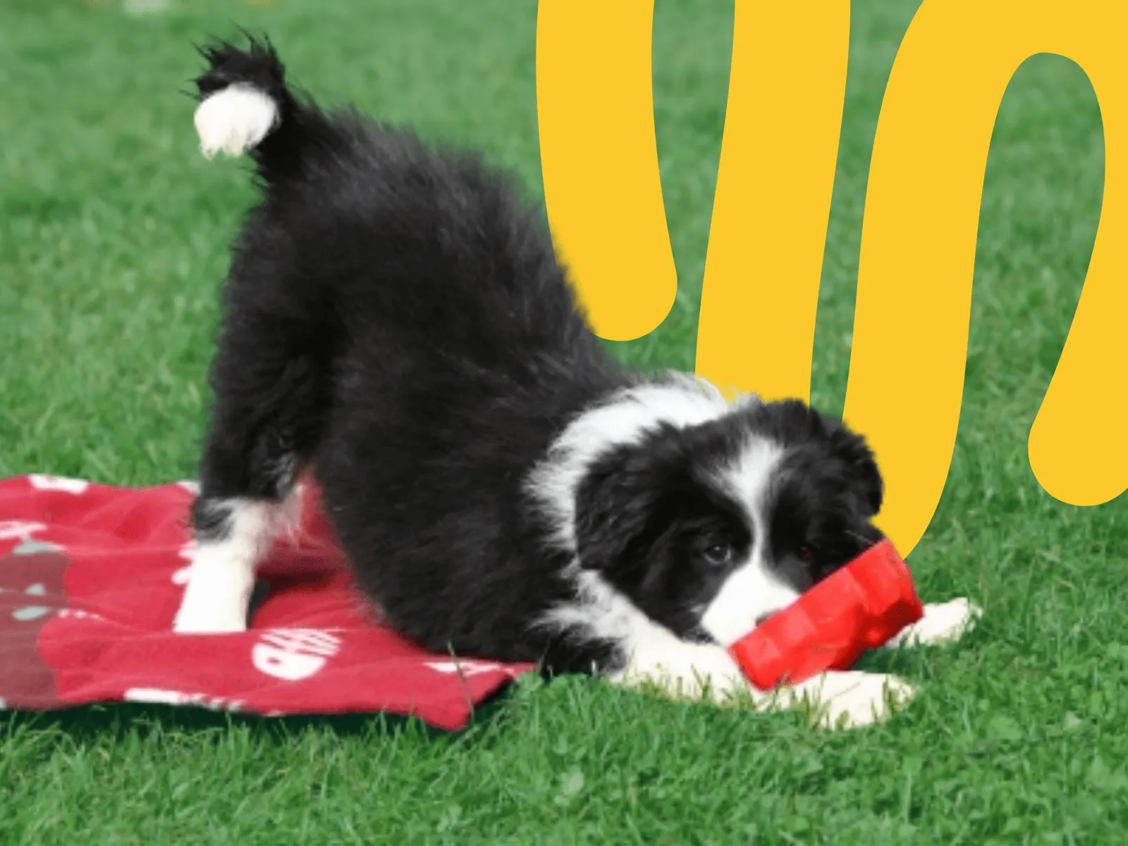 Puppy socialization with friends and new sounds