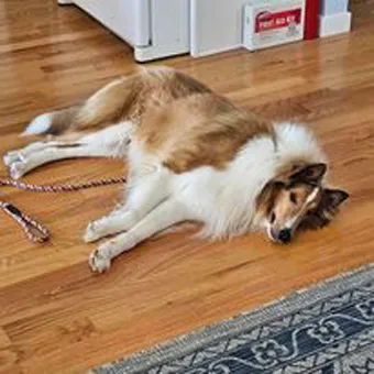 Rainier taking a peaceful nap in his new home after adoption