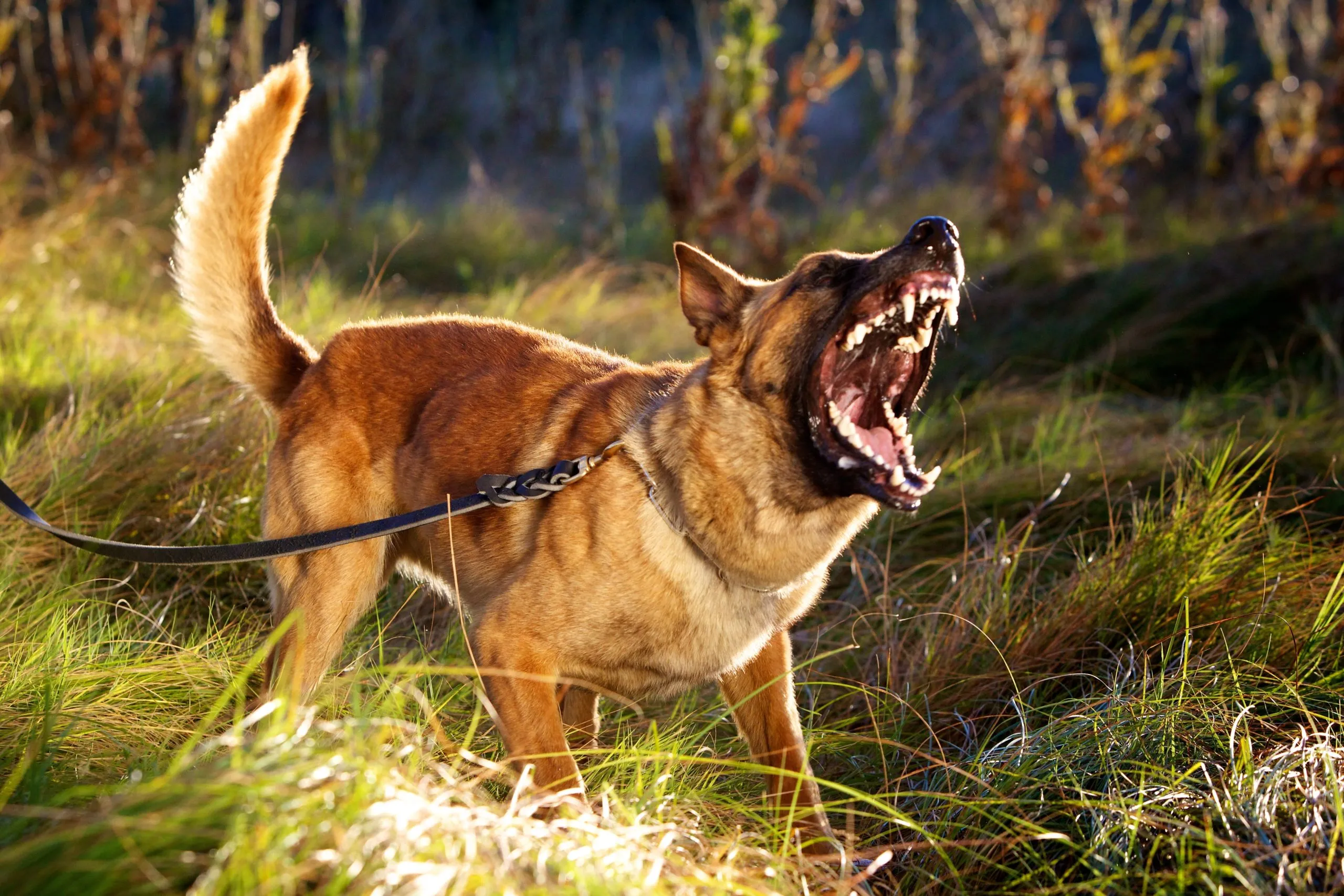 Reactive Malinois needing a muzzle