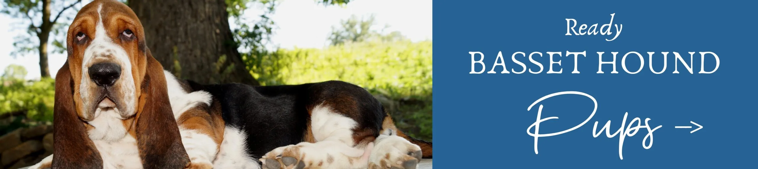 Ready basset hounds