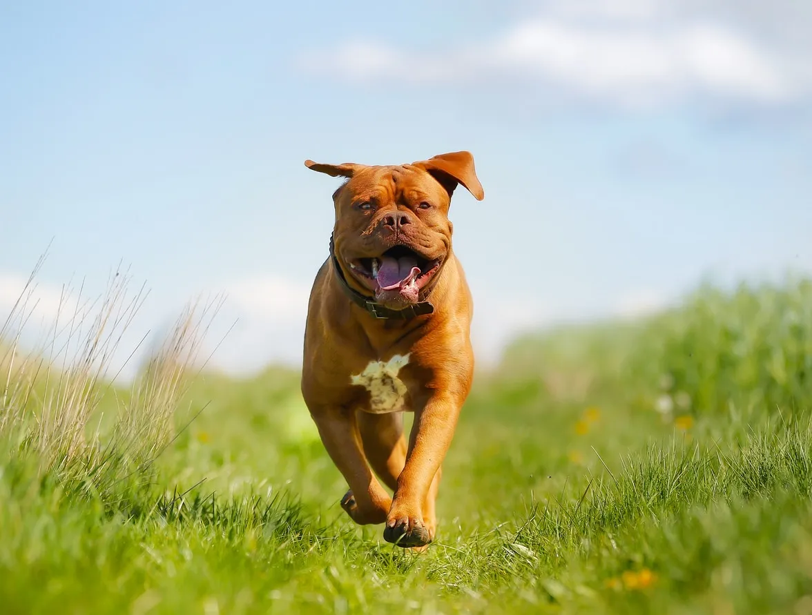 Red-brown Dogue de Bordeaux running with tongue out.