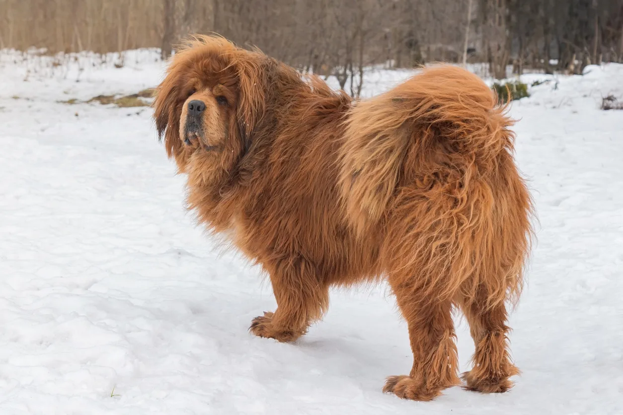 Red Tibetan Mastiff standing in snow.