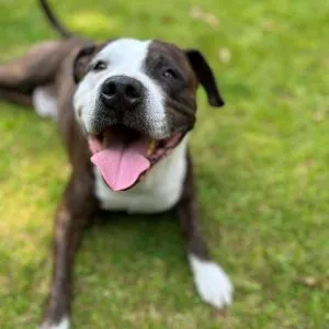 Rex, handsome rescue dog ready to love