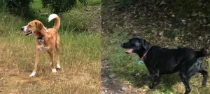 Rua and Bramble enjoying a dog walking service in Stafford