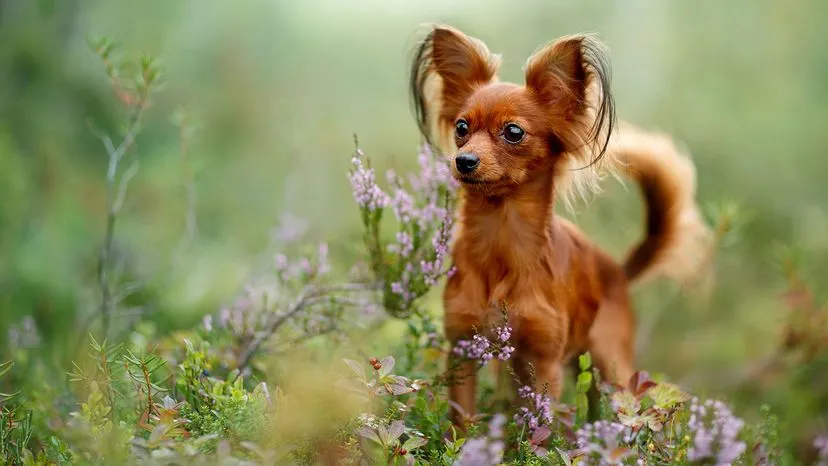 Russian Toys are smart and love to play, making them excellent pets. Vivienstock/Shutterstock