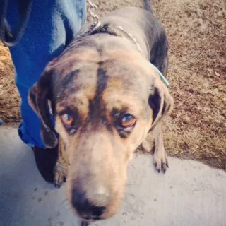 Sad American Leopard Cur begging with expressive eyes