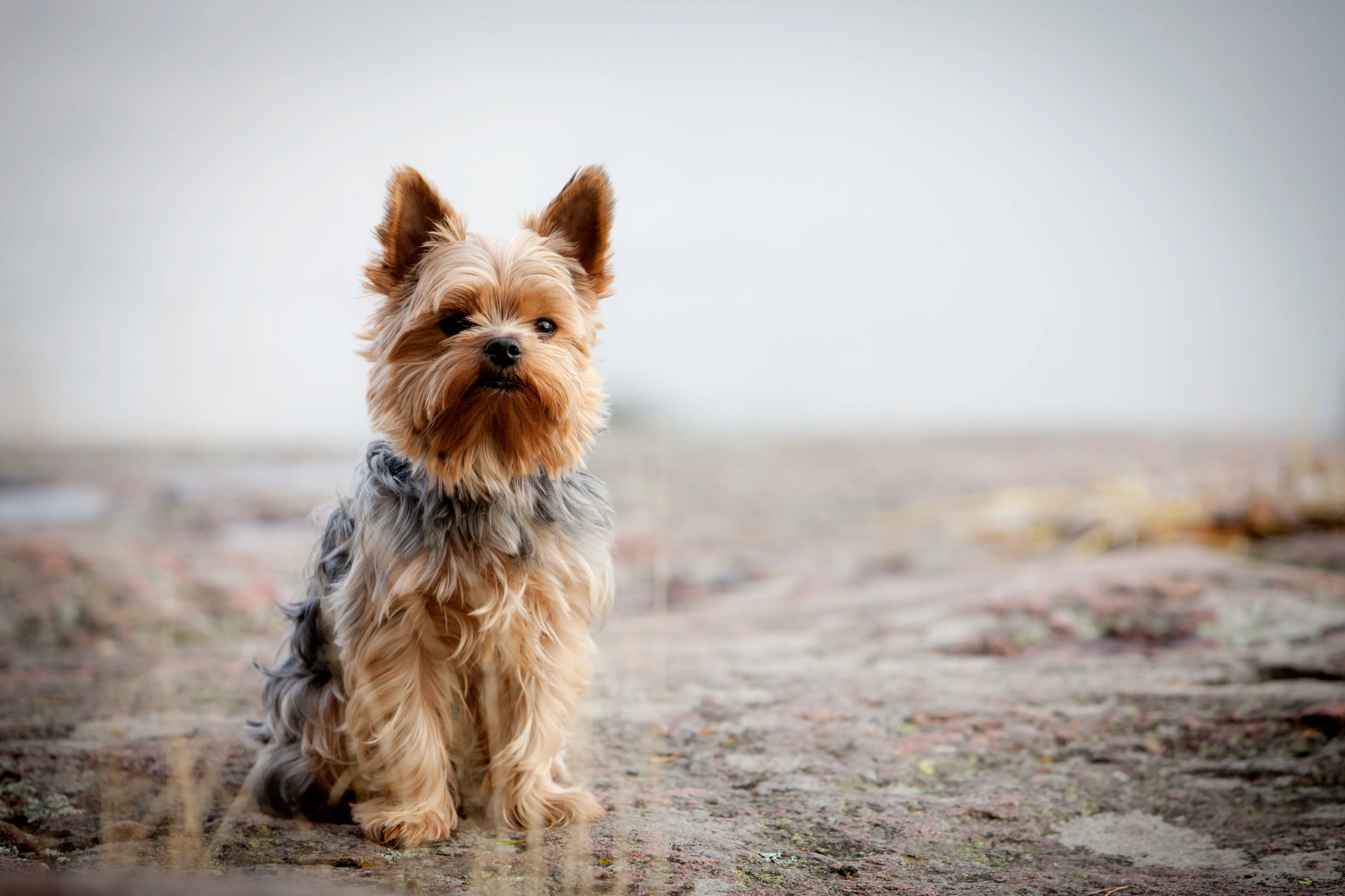 Sassy Yorkshire Terrier displaying terrier traits at vet
