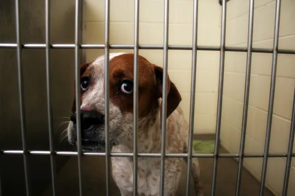 Scared dog stock photo