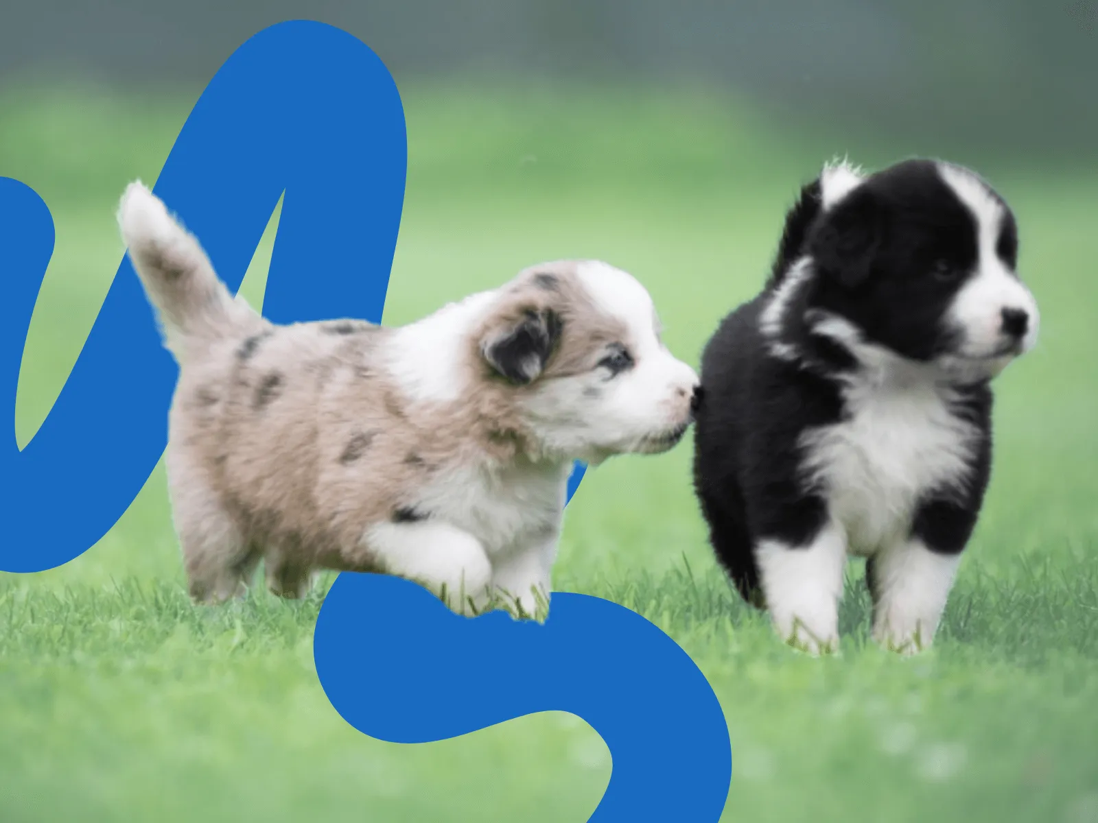 Scent trail training for Border Collie nose work