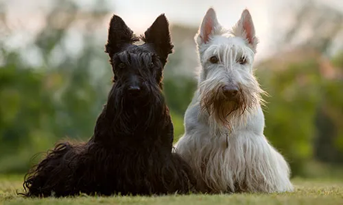 Scottish Terrier