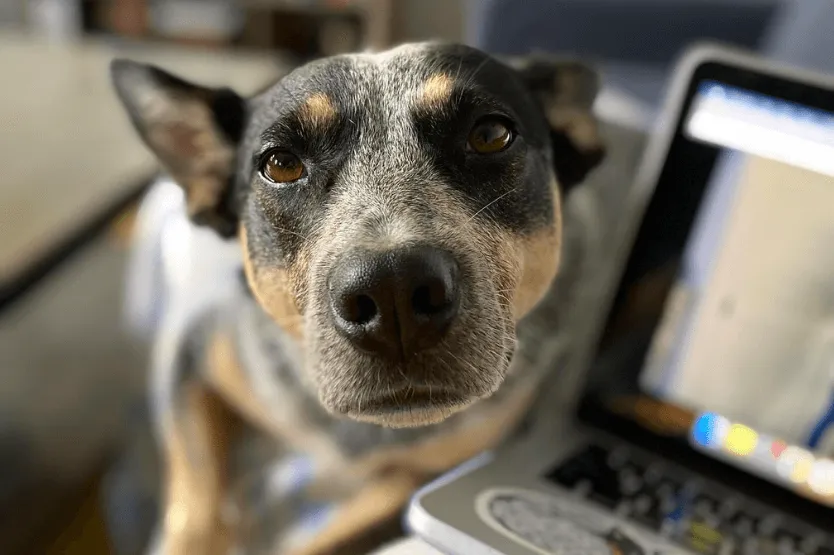 Scout the Australian cattle dog snuggling on her owner