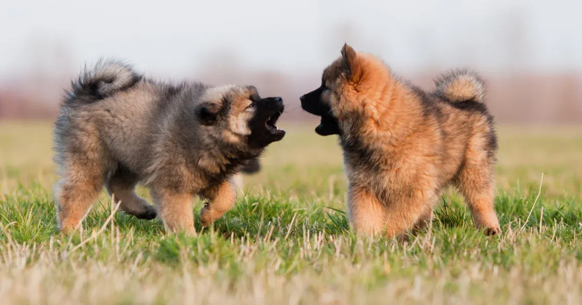 Selecting Top Edible Chews for Puppies