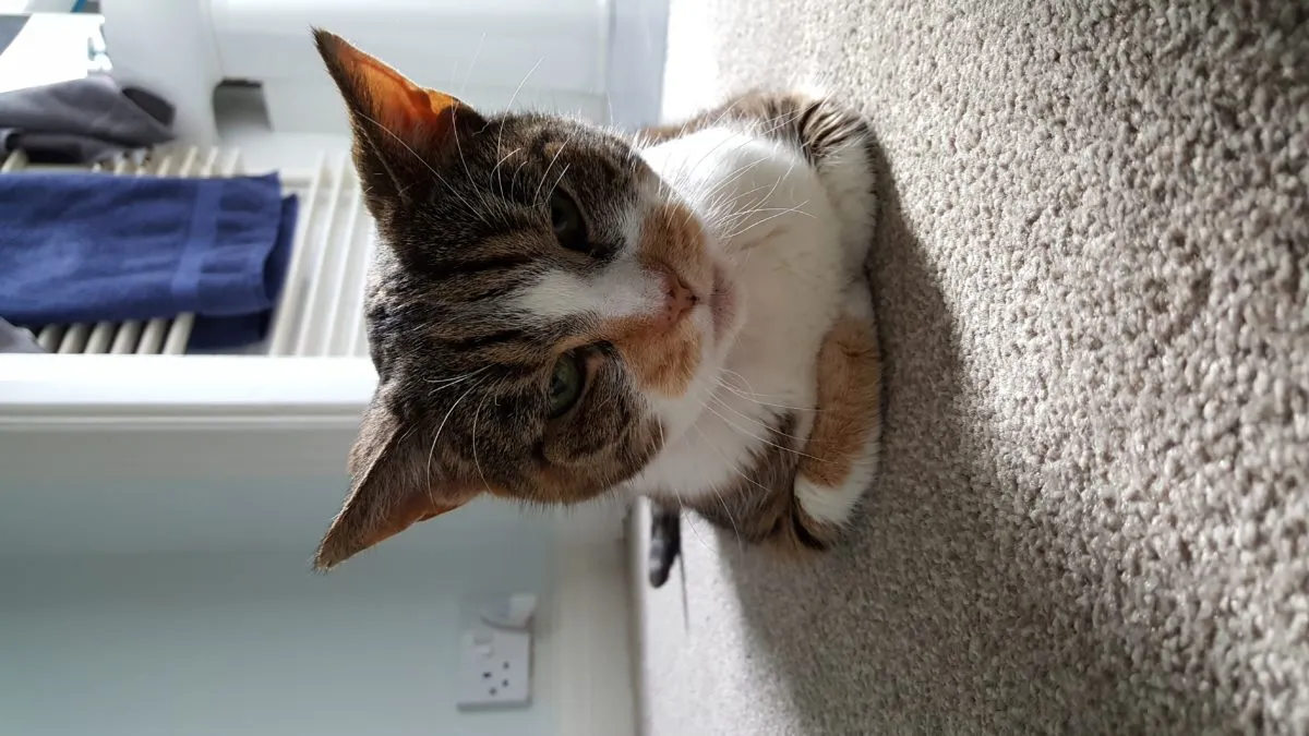 Senior cat resting comfortably