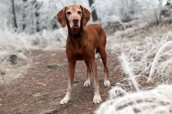 Senior Viszla odgon a trail in the winter
