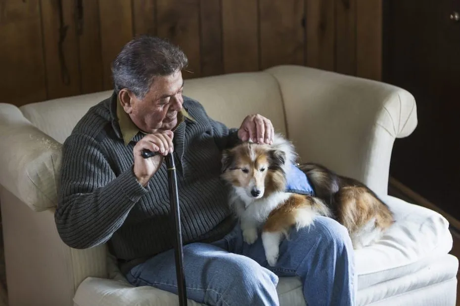Service dog calmly sitting on a couch next to a man