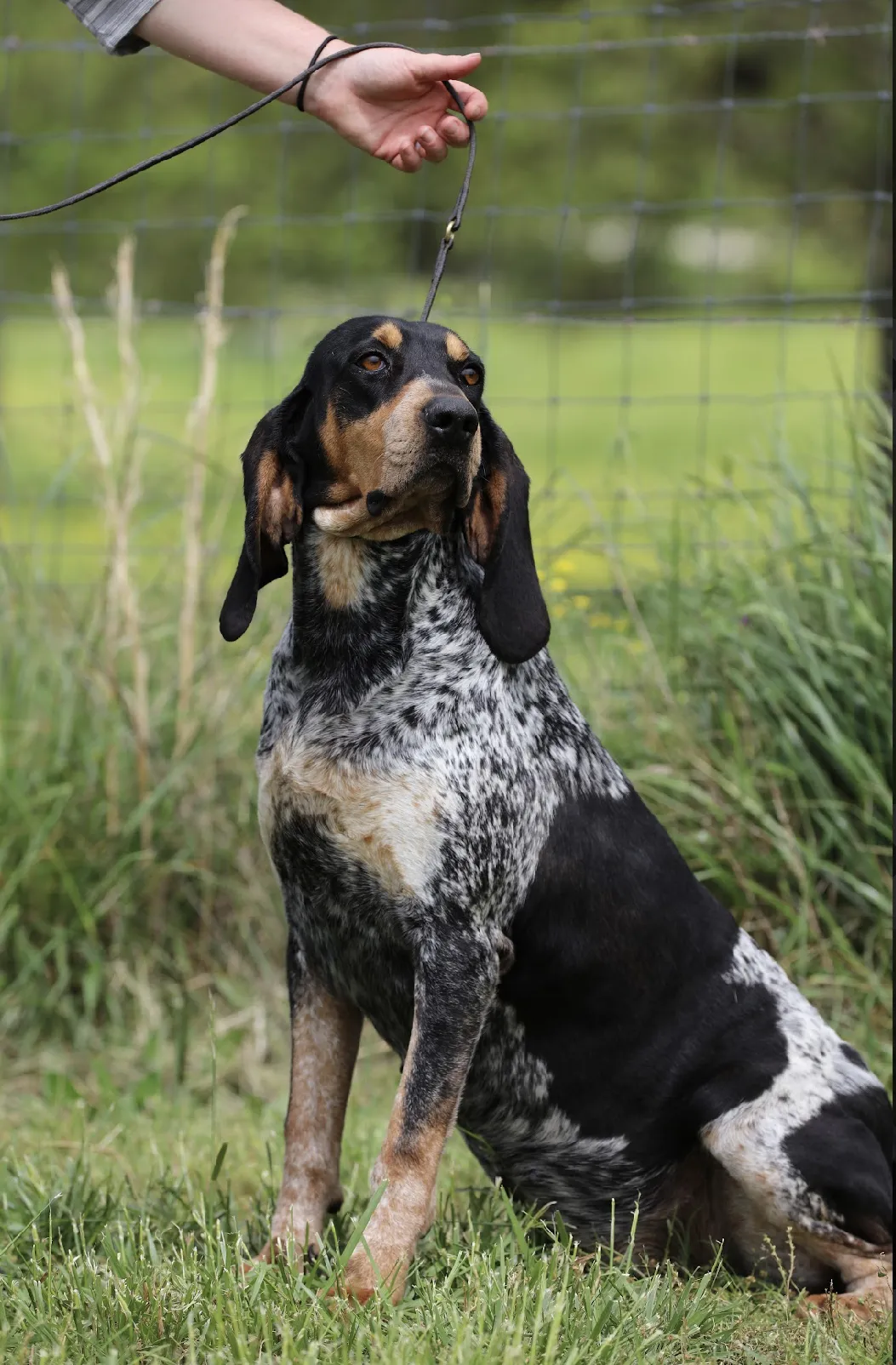 Several Blue Tick Coonhound puppies, appearing slightly older, standing together in an outdoor setting.